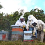 apiculteur_au_travail