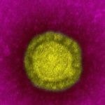 coronavirus-696×322 (1)