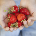 61012245 – handful of strawberries in the hands of the boy