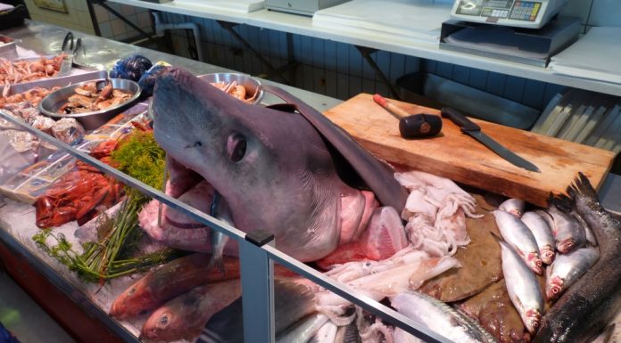 Poisson : évitons de consommer des espèces menacées
