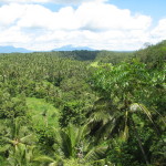 Forêt tropicale et palmeraies Eric Bajart Wikicommons