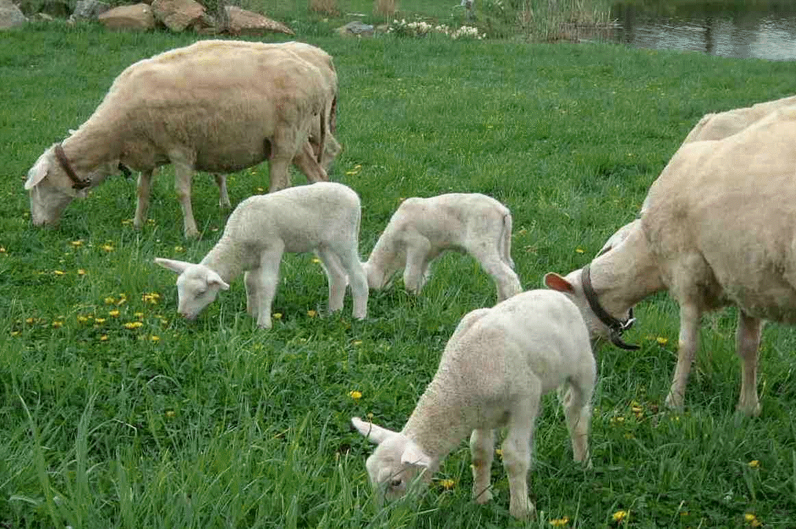 L'agneau, le petit de la brebis