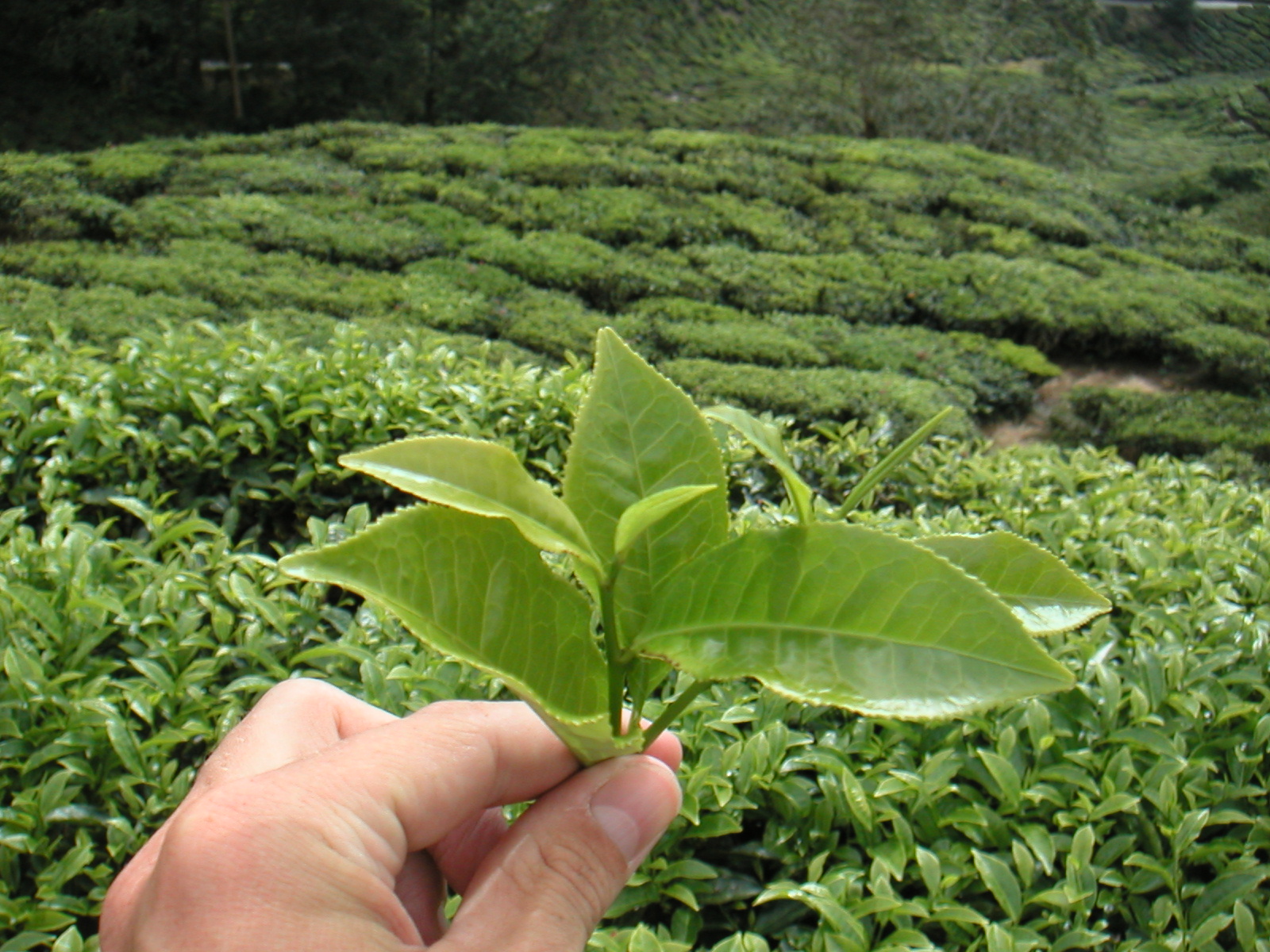 L'inde, la Chine et le Sri-Lanka, plus gros producteurs de thé