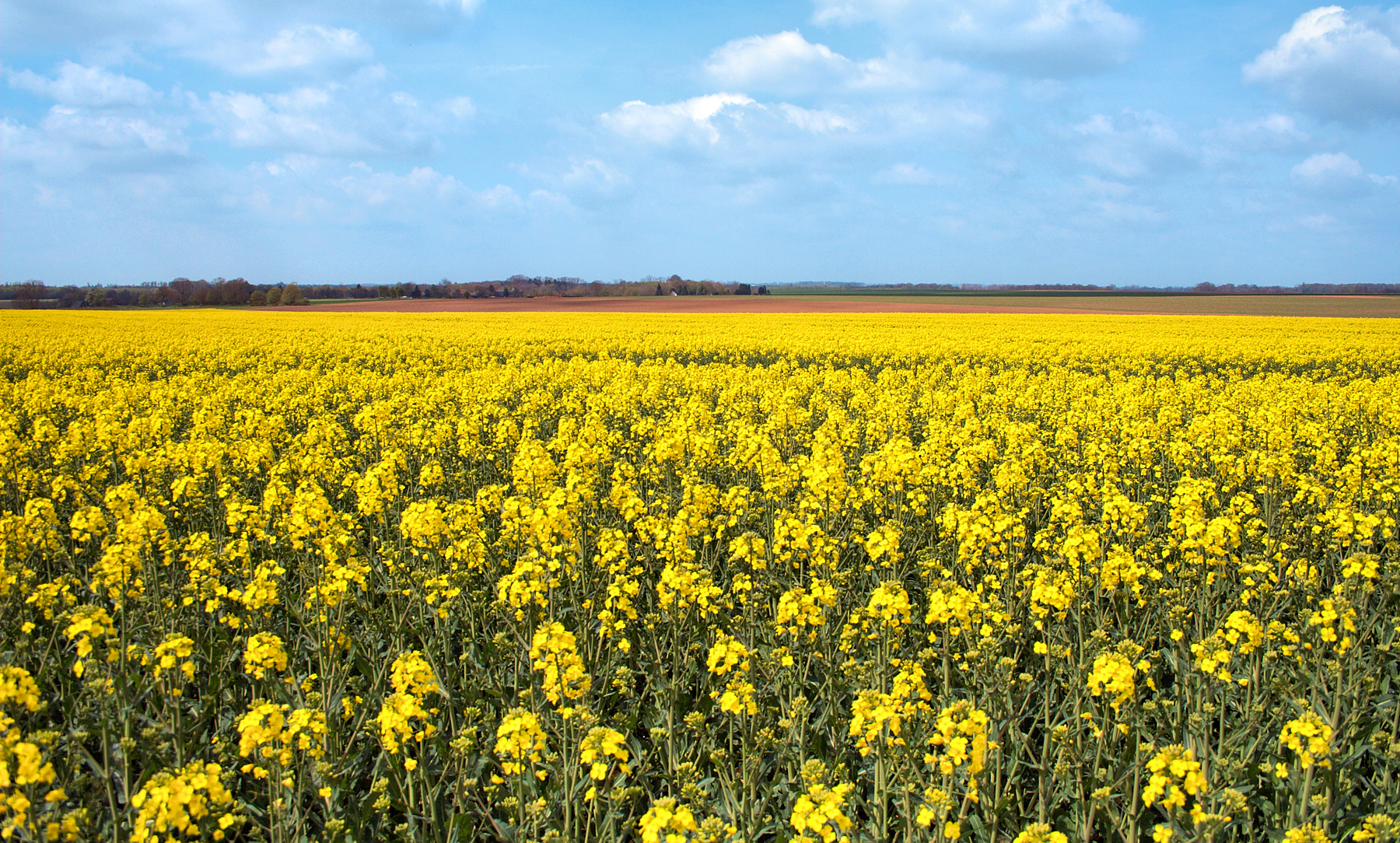 colza, l'une des plantes existant en OGM