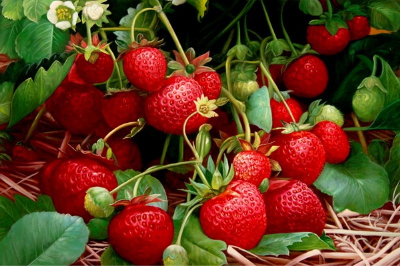 fraises et pesticides