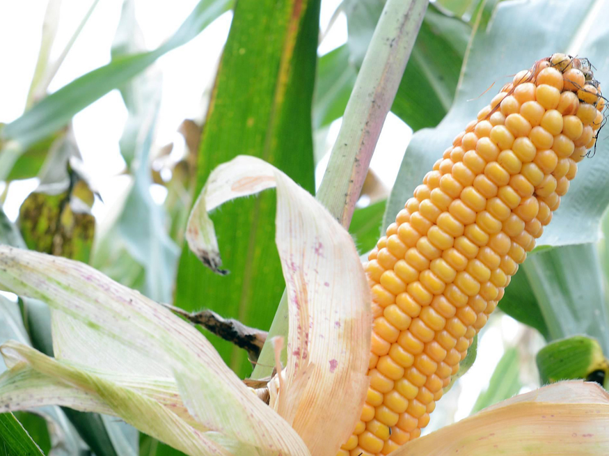maïs OGM