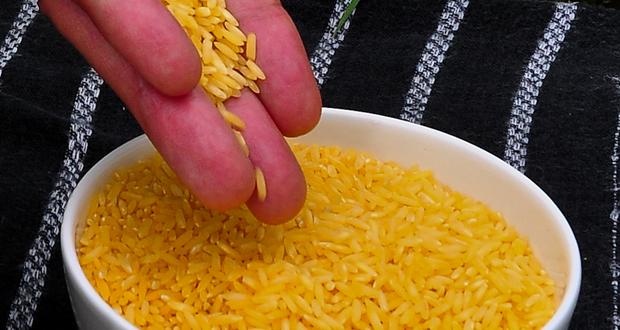 riz OGM