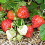 varietes-fraises