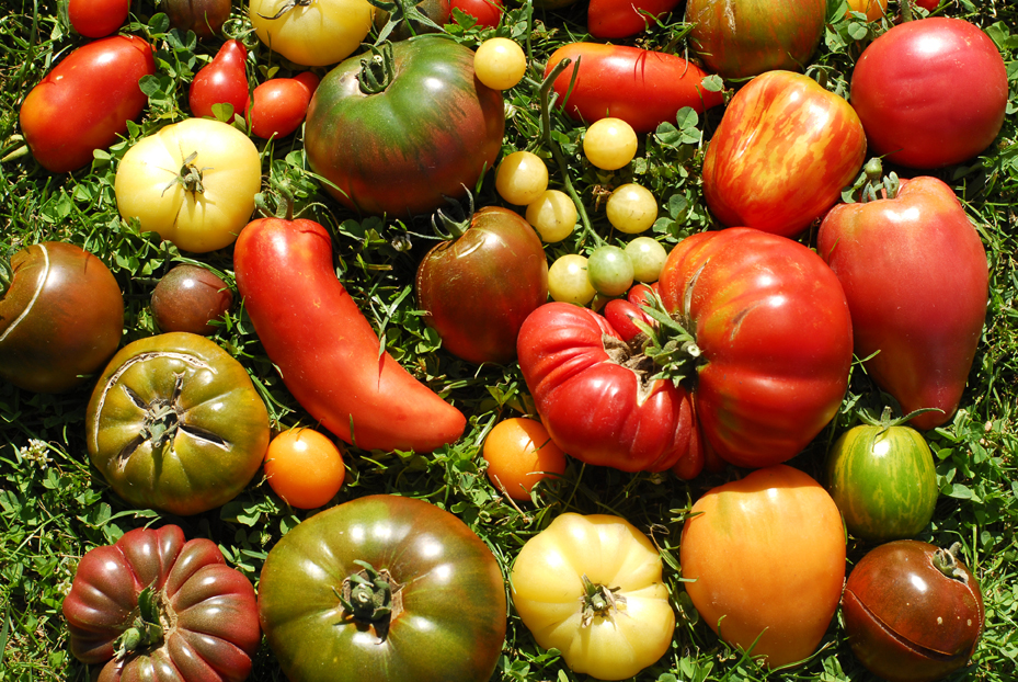 tomates varietes