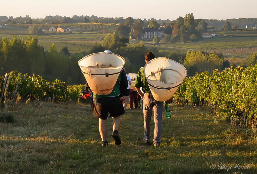 Loire vins