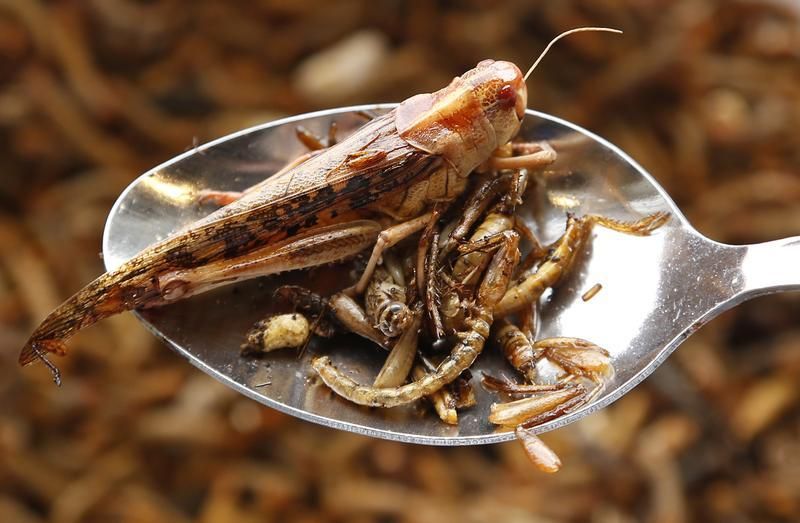 insectes à manger