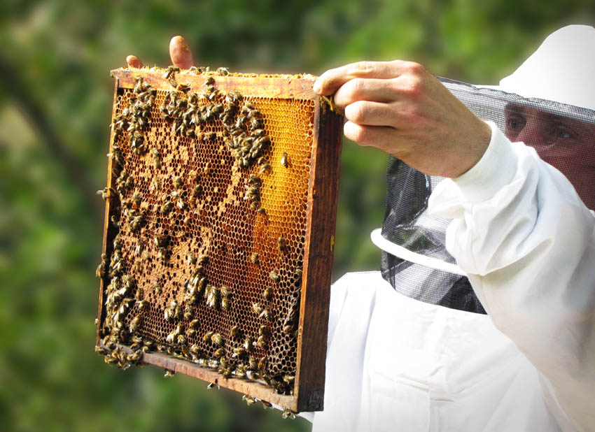 abeilles apiculteur pesticides