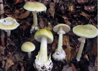 L’amanite phalloïde, le plus dangereux des champignons amanite phalloïde