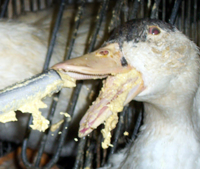 foie gras souffrance