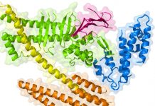 proteines vegetales acides aminees