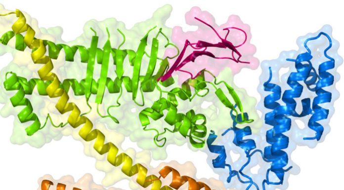 proteines vegetales acides aminees