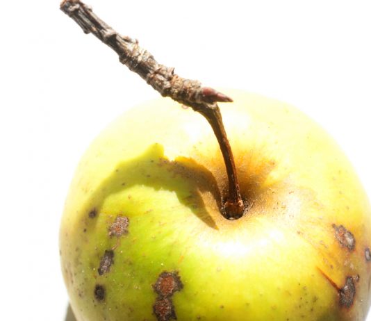 La valeur nutritive des fruits et légumes pomme