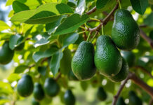 avocat culture