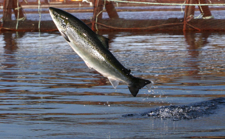 saumon élevage