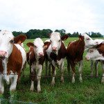 Réduire le méthane des vaches