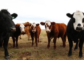 boeuf importations