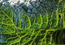 Des fruits et des légumes pour protéger nos os