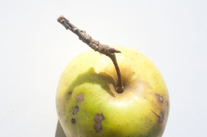 Pommes bio, pas de la tarte - Observatoire des aliments