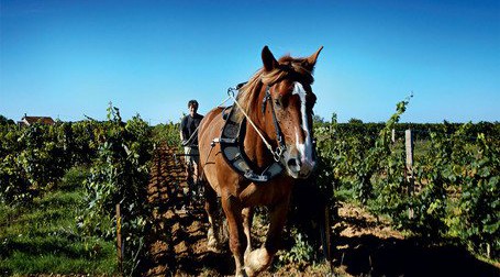 viticulture biodynamie