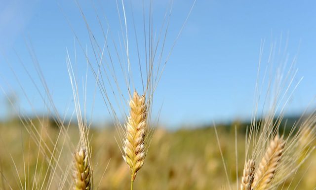 cereale petit epeautre
