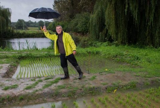 Du riz de Bretagne riz experience Bretagne