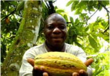 Chocolat équitable, la gourmandise et la justice cacao