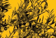 huile d'olive qualité