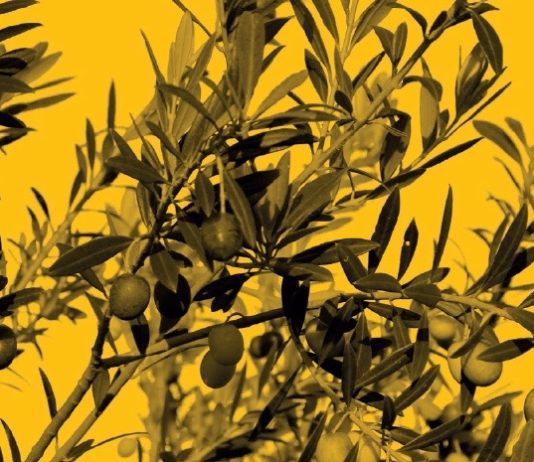 Choisir une bonne huile d’olive huile d'olive qualité