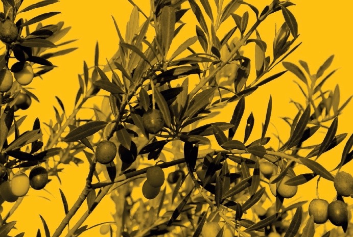 huile d'olive qualité