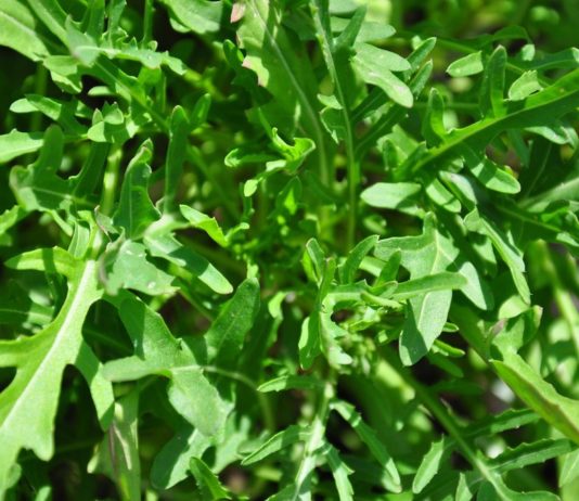 La roquette, ça réveille salade roquette