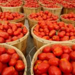 tomates industrielles