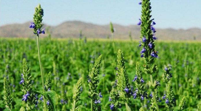 La France lance la culture de graines de Chia plante chia sauge