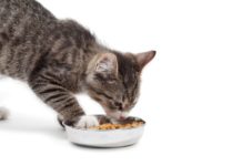 Bien nourrir son chat chat aliments