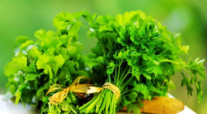 Les bienfaits de la coriandre coriandre aide digestion