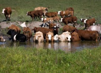 boeuf consommation eau