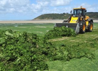 algues vertes Bretagne