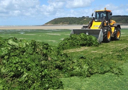 algues vertes Bretagne