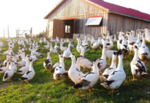 elevage bien-etre animal