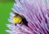 pollinisateurs