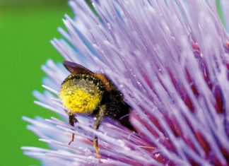 Des pesticides dans les miels du monde entier pollinisateurs