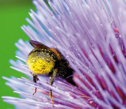 Des pesticides dans les miels du monde entier pollinisateurs