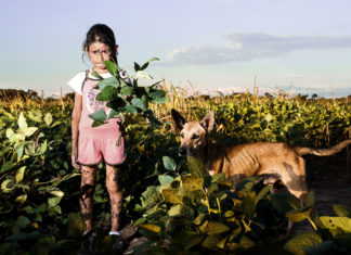 soja OGM et glyphosate