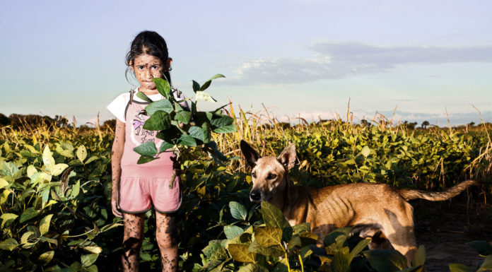 soja OGM et glyphosate