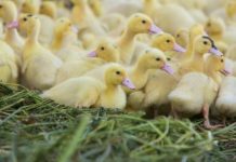 Contre le foie gras canards foie gras
