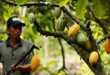 cacao et rechauffement